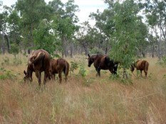 Brumbies on Lorella