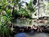 The Lorella Springs hot pool