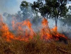 Flames right up to the road