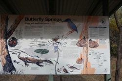 No butterflies?