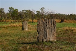 Magnetic termite mounds