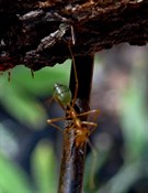 Nasty green ant - they nip and nip