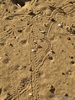 Crazy Crab tracks....everywhere
