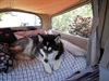 Alaska the Malamute chooses "her" bed for the night