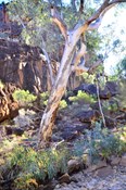 river gums line the walls of Homestead creek