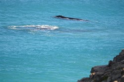 Whales playing at the Head of the Bight