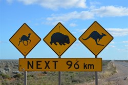 Road Kill next 96km