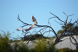 Major Mitchell Cockatoo's