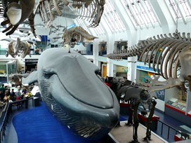 Life size model of blue whale, skeleton above