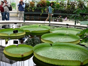 Giant Amazon waterlilies