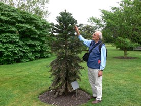 Young Wollemi Pine