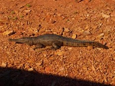 Argyle Fresh water Croc