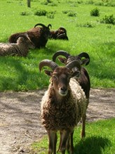 Early breed of sheep