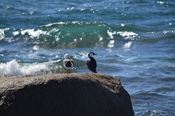 Best Mates