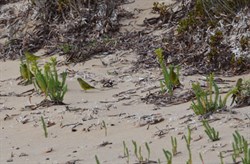 Bugger Birds in Action