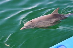 Dolphins