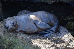 NZ Fur Seal