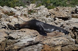 Jeff the Sealion