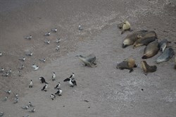Sealion Colony