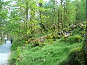 In the woods beside Buttermere