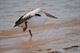 Monkey Mia the Pelican doing Ty Chia