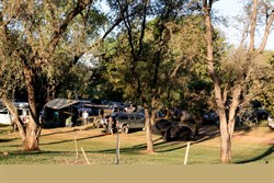 Black Cockatoo mass campsite