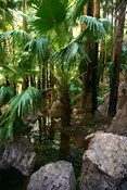 Garden of Eden