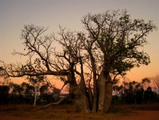 Durack's Boab
