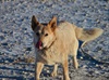 THE OVER EATING DINGO
