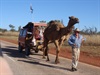 Klaus the Camel Man