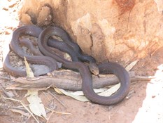 Unidentified Snake