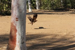 Whisteling Kite