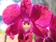 Orchid 1