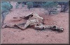 Dead camel