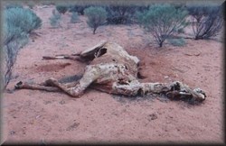 Dead camel