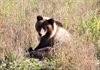 I am sooooo cute - (Good to remember it has the temperament  of a mother in law!)