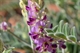 Swainsona canescens 