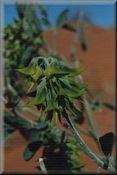 Cunningham Bird Flower