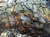 rock