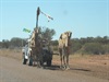 Camel guy