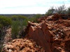 Country around Laverton - red rocks and lots of mulga