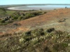 On top of Jilakin Rock are flowers and great views
