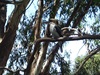 Narranderra Kookaburra