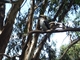 Narranderra Kookaburra