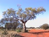 Len Beadell tree