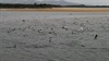 birds feeding