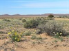 A few flowers south of Old Andado