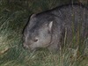 Wombat at Cradle Mountain, Tasmania.