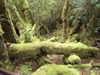 Heritage Landing, Horseshoe Bend on Gordon River, Tasmania