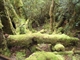 Heritage Landing, Horseshoe Bend on Gordon River, Tasmania
